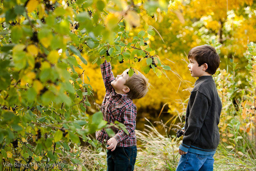 Brothers picking berries